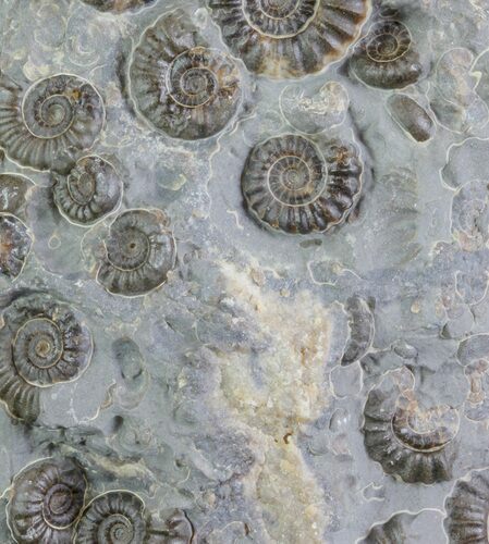 Ammonite Fossil Slab - Marston Magna Marble #63494